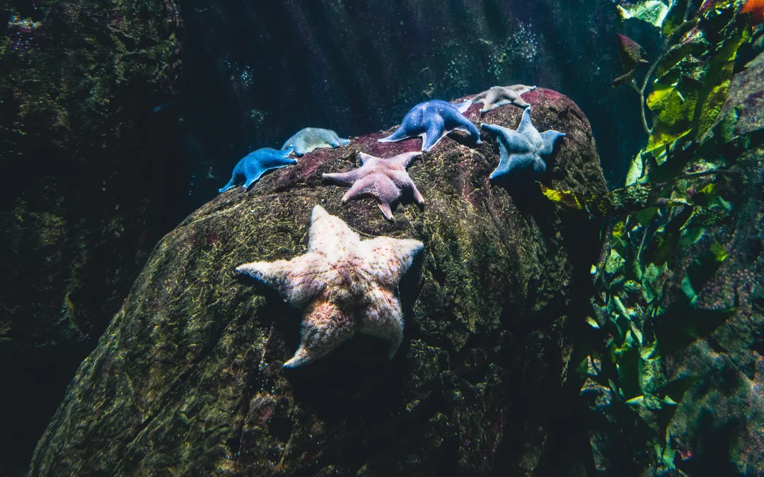 Морски звезди върху скала под вода